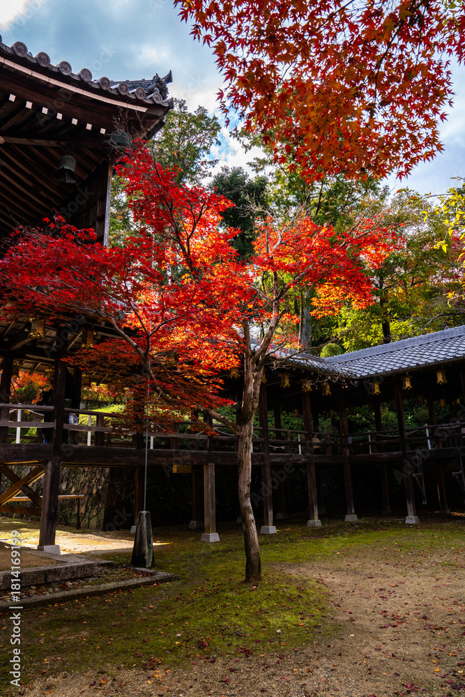 Fototapeta premium 秋の光明寺