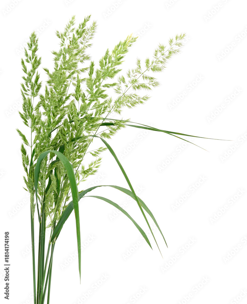 Naklejka premium Green grass stems isolated on white