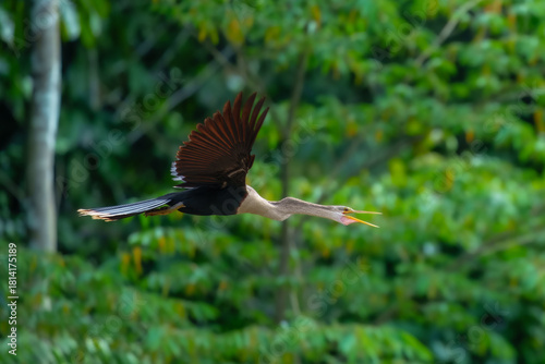 Anhinga anhinga in flight. Long-necked “snake bird” found in wooded swamps, marshes, and ponds. Males are black with white on wing; females similar but with brownish neck and head. Peru.
