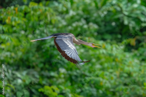 Принти на полотні Anhinga anhinga in flight