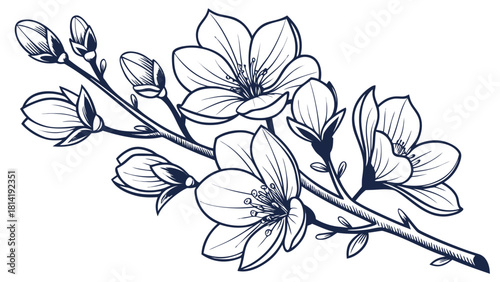 Delicate hand drawn sketch of a freesia flower branch with buds