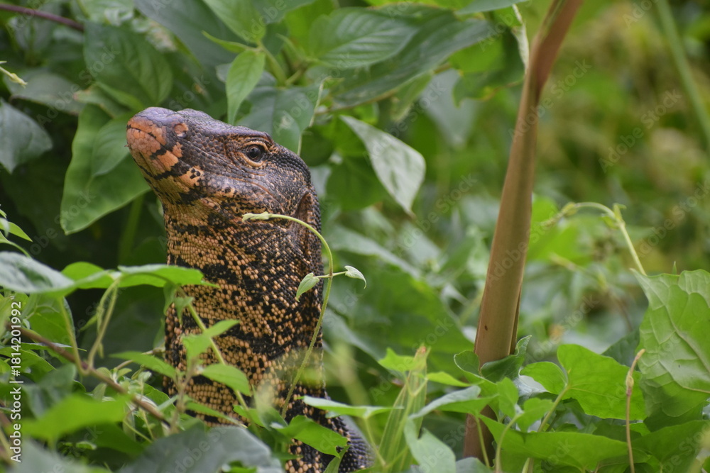 Obraz premium lizard in the grass