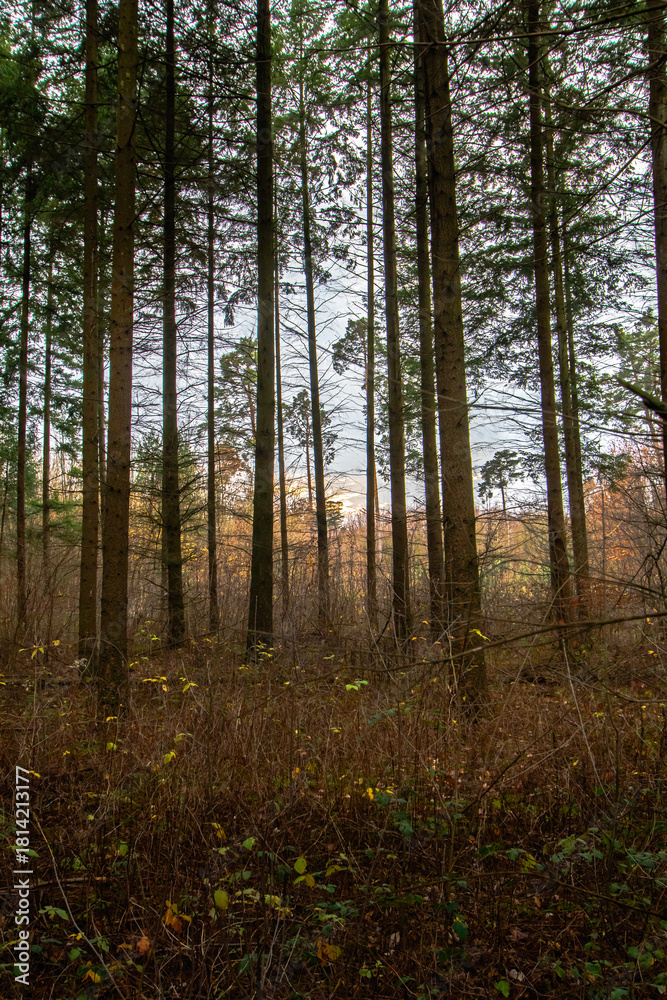 Fototapeta premium Jesienny las