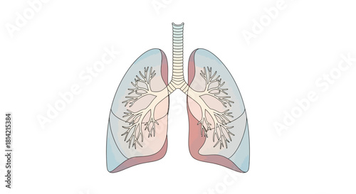 Human Lungs Illustration for Medical, Healthcare, and Anatomical Visuals