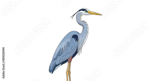 Beautiful Heron Bird Illustration Standing Tall on a White Background