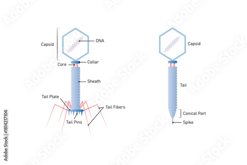 Bacteriophage Cell Structure Science Design. Vector Illustration.
