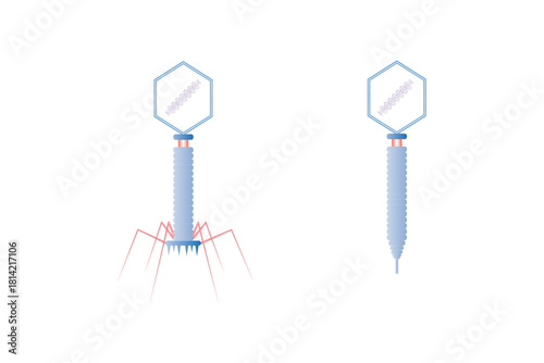 Bacteriophage Cell Structure Science Design. Vector Illustration.