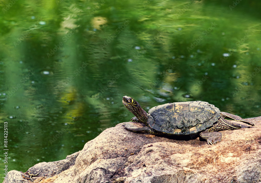 Obraz premium Tortue de Floride