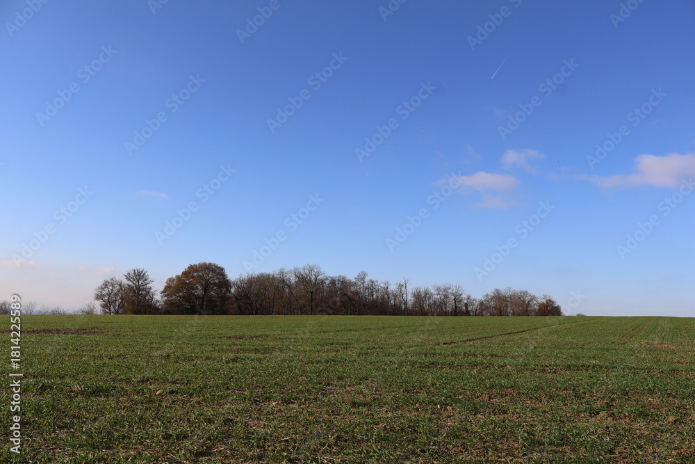 Fototapeta premium autumn landscape with trees