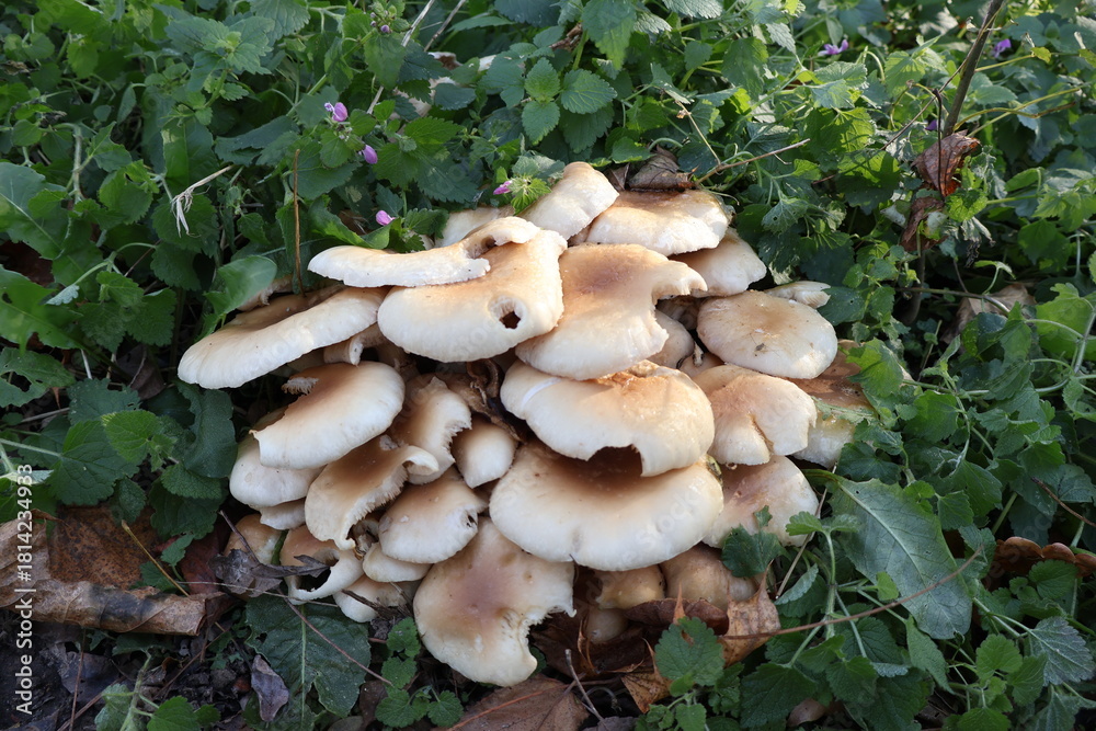 Fototapeta premium Oyster Mushroom (Pleurotus) in the woods