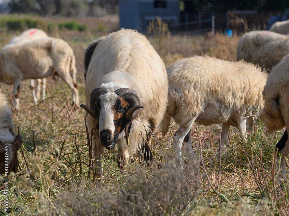 Fototapeta premium Large Horned Ram Among Sheep Flock
