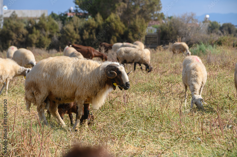 Obraz premium Impressive Ram Grazing Among Sheep Flock