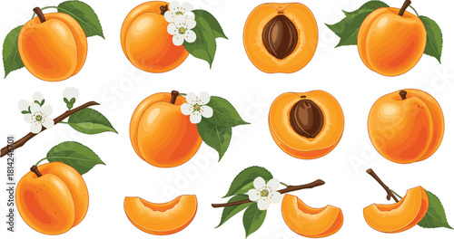 Apricot illustration set, whole fruit, sliced apricot, halved with seed, blossom branch, cartoon style, vector food design