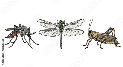 Diverse Insect Collection Mosquito, Dragonfly, and Grasshopper