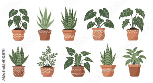 Houseplant Variety Indoor Plants in Decorative Pots