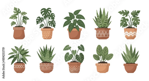 Collection of indoor potted plants in decorative containers isolated on white background