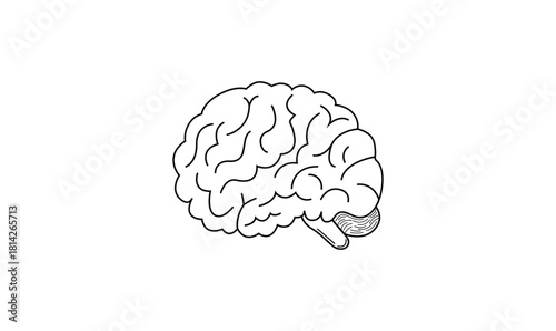 Human brain illustration.