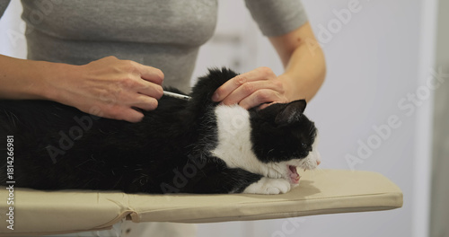 Owner giving vaccine to domestic cat. Procedure for administering insulin injection to a pet with diabetes.
