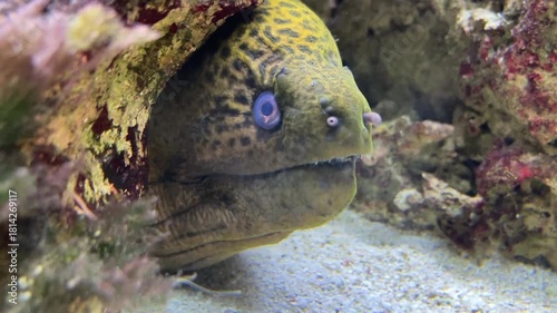 Gymnothorax javanicus, The giant moray is a species of moray eel and marine fish