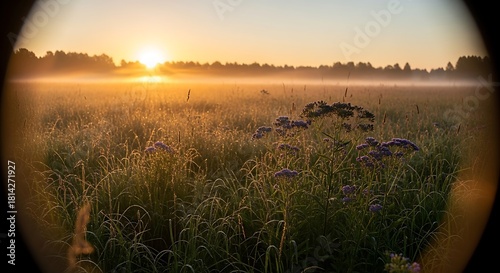 Fototapeta Naklejka Na Ścianę i Meble -  Sunrise over misty meadow with tall grass