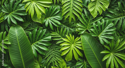 Lush green tropical foliage background.