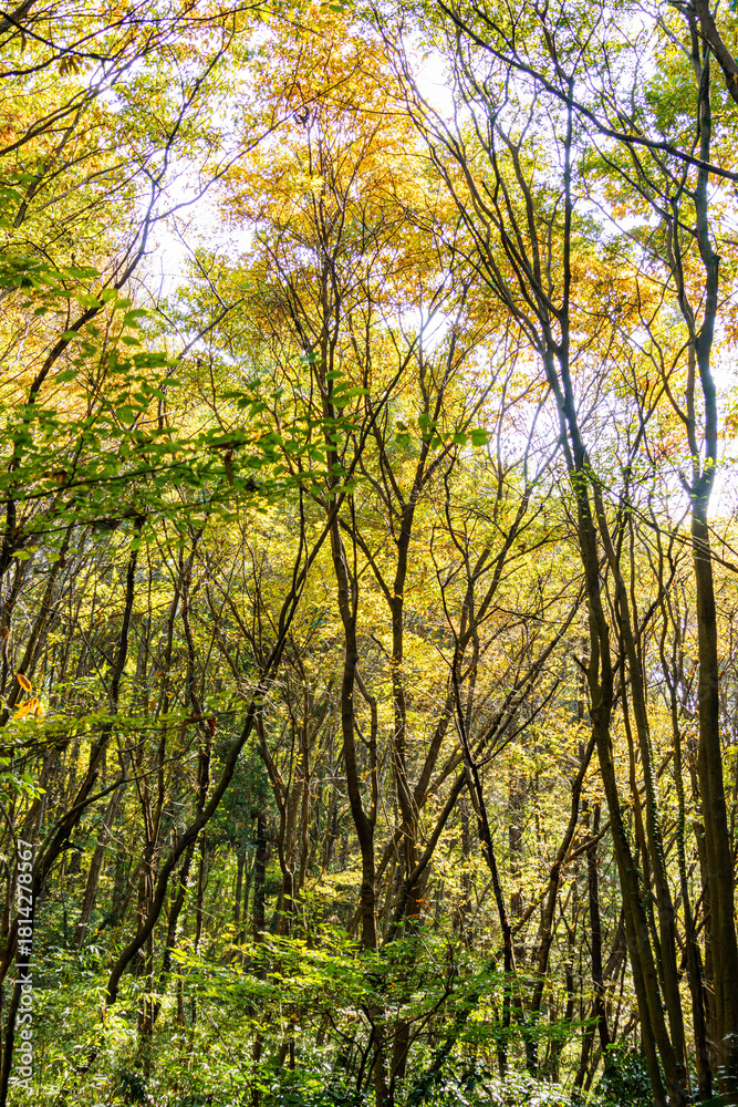 Naklejka premium 木漏れ日で黄色く色づく楓