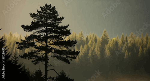 Serene forest landscape with silhouette of a pine tree in the foreground