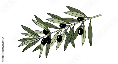 Elegant Illustration of Olive Branch with Leaves and Black Olives on White Background