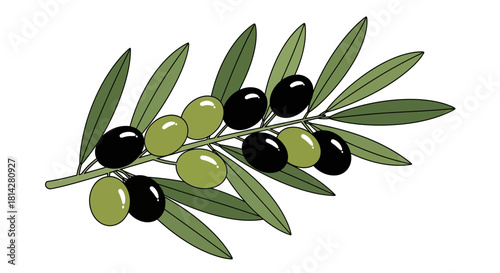 Illustration of an olive branch with green leaves and green and black olives