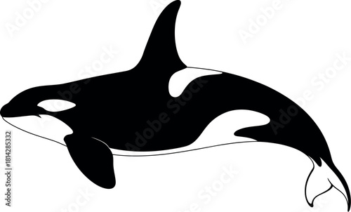 Black orca whale swimming killer whale marine mammal