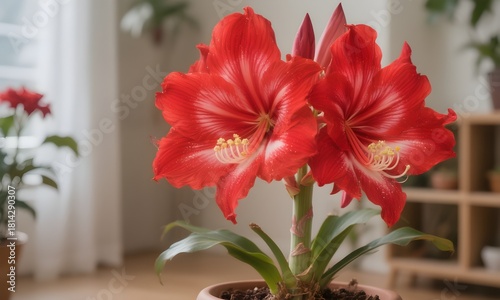 Red Amaryllis Flower for Christmas