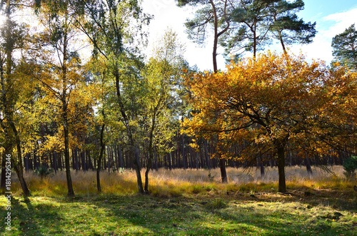 der herbst zaubert ein leuchten in die Landschaft