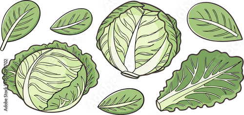 A collection of fresh green cabbages and lettuce arranged against a transparent background. The image showcases a variety of shapes and sizes, with whole cabbages and cut lettuce leaves scattered acro