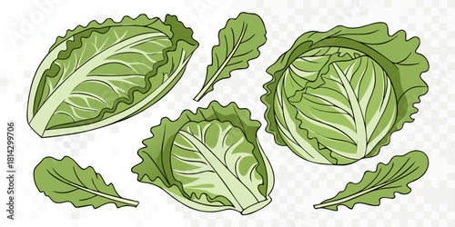 A collection of fresh green cabbages and lettuce arranged against a transparent background. The image showcases a variety of shapes and sizes, with whole cabbages and cut lettuce leaves scattered acro