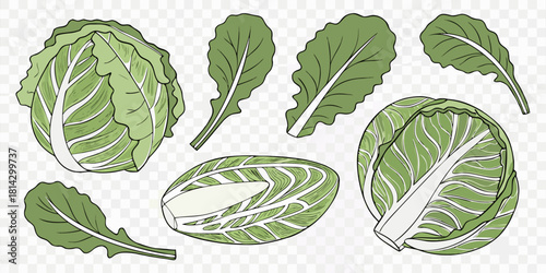 A collection of fresh green cabbages and lettuce arranged against a transparent background. The image showcases a variety of shapes and sizes, with whole cabbages and cut lettuce leaves scattered acro
