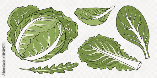 A collection of fresh green cabbages and lettuce arranged against a transparent background. The image showcases a variety of shapes and sizes, with whole cabbages and cut lettuce leaves scattered acro