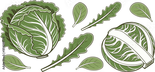 A collection of fresh green cabbages and lettuce arranged against a transparent background. The image showcases a variety of shapes and sizes, with whole cabbages and cut lettuce leaves scattered acro