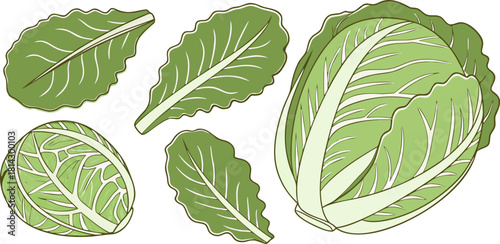 A collection of fresh green cabbages and lettuce arranged against a transparent background. The image showcases a variety of shapes and sizes, with whole cabbages and cut lettuce leaves scattered acro