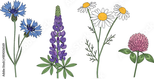 Beautiful wildflowers in a composition cornflowers, lupine, daisies, and clover