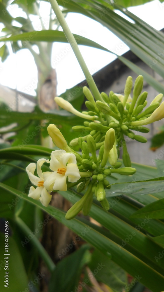 Obraz premium papaya flower buds