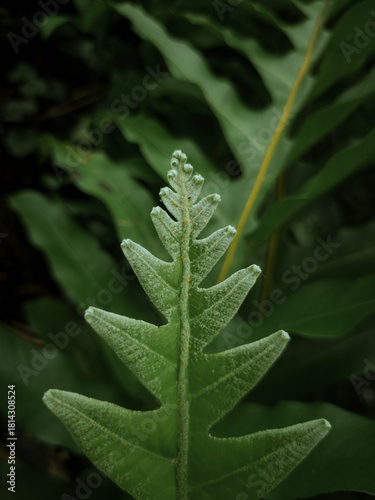 green fern leaf
