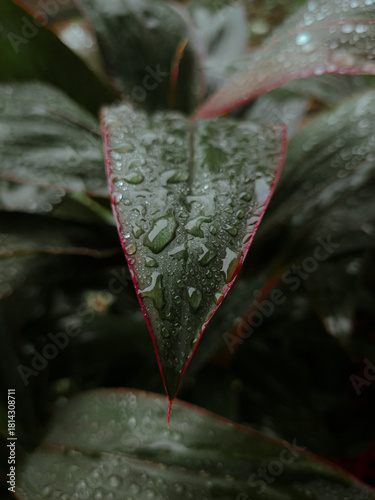 rain drops on red leaf