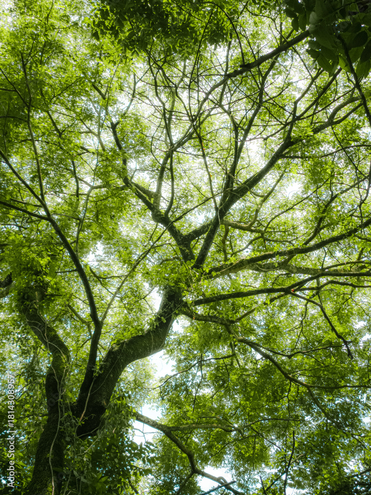Obraz premium trees in the forest