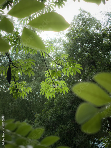 green forest in the morning