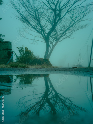 tree on the lake