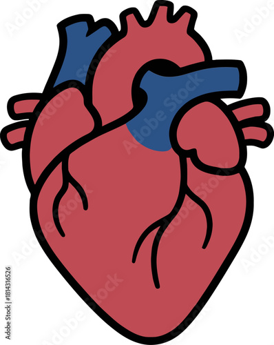 Anatomical heart drawing shows the organ's structure with red and blue vessels on a white backdrop, symbolizing health and the circulatory system.