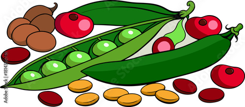 An illustrated arrangement of various legumes. Several green pea pods, some open to reveal the round green peas, are scattered across the frame. There are also piles of shelled peas. Red kidney beans 