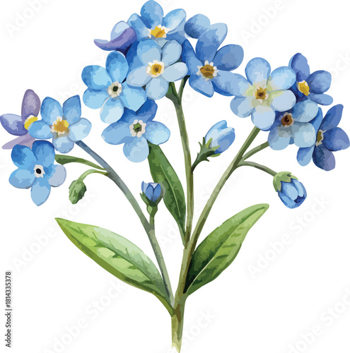Forget Me Not Bloom Flowers Botanical Vector Watercolor Illustration