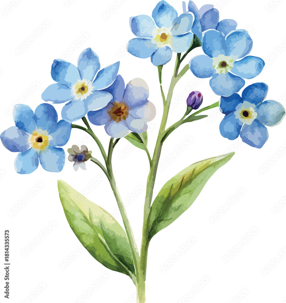 Obraz premium Blue Myosotis Flowers Botanical Vector Watercolor Illustration