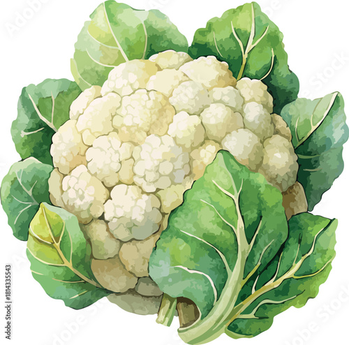 Organic Botanical Cauliflower Vegetable Vector Watercolor Illustration